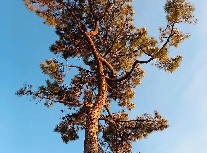 شقة Le Quatre Allee Stella آركاشو